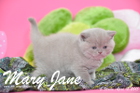 Mary Jane ist 5 Wochen alt geworden (12.04.2015)