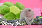 Mary Jane ist 5 Wochen alt geworden (12.04.2015)