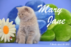 Mary Jane ist 7 Wochen alt geworden (26.04.2015)
