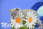 Mary Jane ist 7 Wochen alt geworden (26.04.2015)