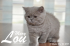 Mary Lou ist 11 Wochen alt geworden (24.05.2015)