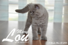 Mary Lou ist 11 Wochen alt geworden (24.05.2015)