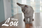 Mary Lou ist 11 Wochen alt geworden (24.05.2015)