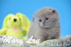 Mary Lou ist 3 Wochen alt geworden (28.03.2015)