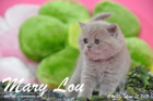 Mary Lou ist 5 Wochen alt geworden (12.04.2015)