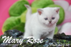 Mary Rose ist 5 Wochen alt geworden (12.04.2015)