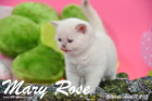 Mary Rose ist 5 Wochen alt geworden (12.04.2015)