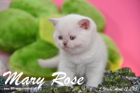 Mary Rose ist 5 Wochen alt geworden (12.04.2015)