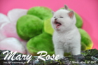 Mary Rose ist 5 Wochen alt geworden (12.04.2015)