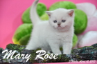 Mary Rose ist 5 Wochen alt geworden (12.04.2015)