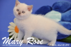 Mary Rose ist 7 Wochen alt geworden (26.04.2015)