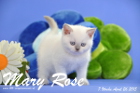 Mary Rose ist 7 Wochen alt geworden (26.04.2015)