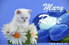 Mary Rose ist 7 Wochen alt geworden (26.04.2015)
