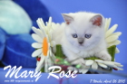 Mary Rose ist 7 Wochen alt geworden (26.04.2015)