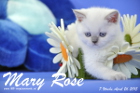 Mary Rose ist 7 Wochen alt geworden (26.04.2015)
