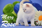 Mary Rose ist 7 Wochen alt geworden (26.04.2015)