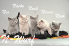 Unser N-Wurf ist 10 Wochen alt geworden ( 17.10.2015 )