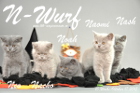 Unser N-Wurf ist 10 Wochen alt geworden ( 17.10.2015 )