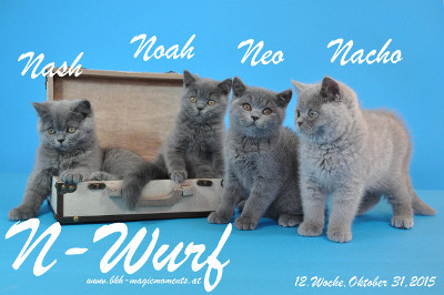 Noah ist 12 Wochen alt geworden ( 31.10.2015 )