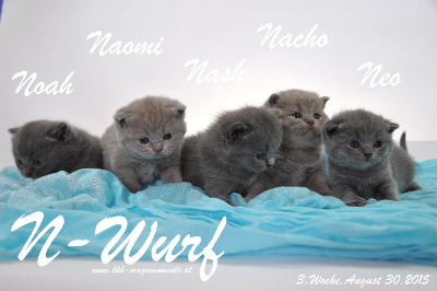Neo ist 3 Wochen alt geworden ( 30.08.2015 )