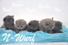 Unser N-Wurf ist 3 Wochen alt geworden ( 30.08.2015 )