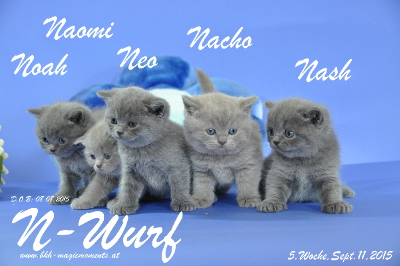 Unser N-Wurf ist 5 Wochen alt geworden ( 11.09.2015 )
