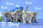 Unser N-Wurf ist 5 Wochen alt geworden ( 11.09.2015 )