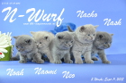 Unser N-Wurf ist 5 Wochen alt geworden ( 11.09.2015 )