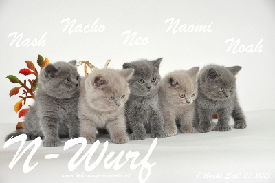 Unser N-Wurf ist 7 Wochen alt geworden ( 27.09.2015 )