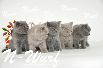 Neo ist 7 Wochen alt geworden ( 27.09.2015 )