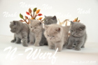 Unser N-Wurf ist 7 Wochen alt geworden ( 27.09.2015 )