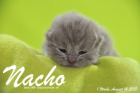 Nacho ist 1 Woche alt geworden (16.08.2015)