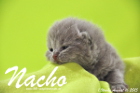 Nacho ist 1 Woche alt geworden (16.08.2015)