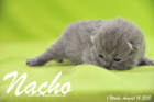 Nacho ist 1 Woche alt geworden (16.08.2015)