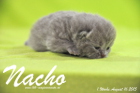 Nacho ist 1 Woche alt geworden (16.08.2015)
