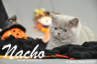 Nacho ist 10 Wochen alt geworden (17.10.2015)