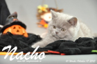 Nacho ist 10 Wochen alt geworden (17.10.2015)
