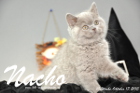 Nacho ist 10 Wochen alt geworden (17.10.2015)