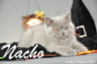 Nacho ist 10 Wochen alt geworden (17.10.2015)