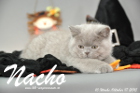 Nacho ist 10 Wochen alt geworden (17.10.2015)