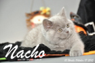 Nacho ist 10 Wochen alt geworden (17.10.2015)