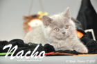 Nacho ist 10 Wochen alt geworden (17.10.2015)