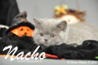Nacho ist 10 Wochen alt geworden (17.10.2015)