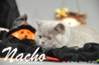Nacho ist 10 Wochen alt geworden (17.10.2015)