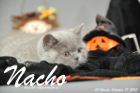 Nacho ist 10 Wochen alt geworden (17.10.2015)