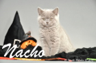 Nacho ist 10 Wochen alt geworden (17.10.2015)