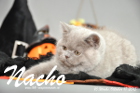 Nacho ist 10 Wochen alt geworden (17.10.2015)