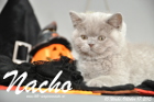 Nacho ist 10 Wochen alt geworden (17.10.2015)
