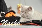 Nacho ist 10 Wochen alt geworden (17.10.2015)
