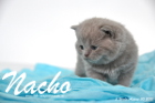 Nacho ist 3 Wochen alt geworden (30.08.2015)